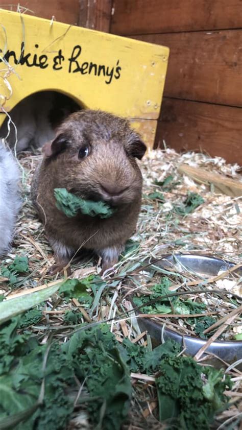 Little Squeaks Guinea Pig Rescuerehoming Sanctuaryself Funded Salisbury