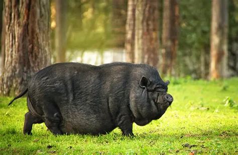 Pot Belly Pig Description Habitat Image Diet And Interesting Facts