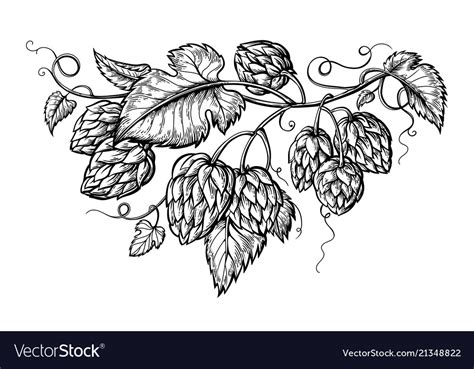 Hand Drawing A Branch Hops Royalty Free Vector Image
