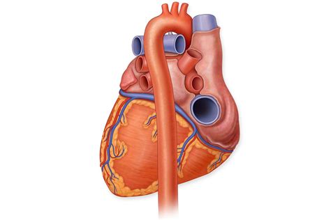 Anatomy Of The Heart Aorta