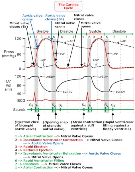 Isovolumetric Contraction Is Associated With Which Cardiac Cycle Phase
