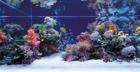 Best Salt Water Aquariums Bing Images Saltwater Aquarium Saltwater