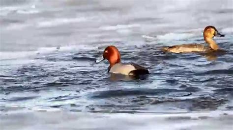 Diving Redhead Ducks Youtube