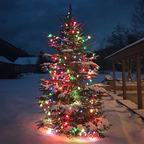 40 Incredible Outdoor Christmas Tree Decorations For The Creative Souls
