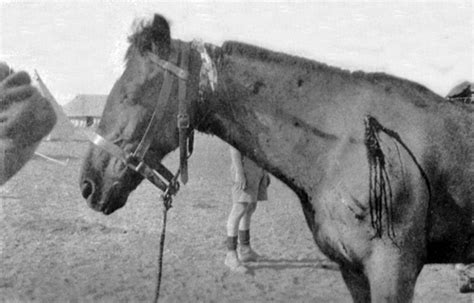 Shooting Wounded Horse Nzhistory New Zealand History Online