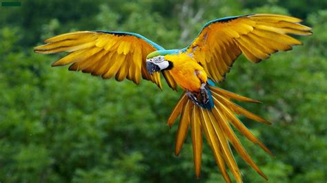 Animals Macaws Birds Parrot Wallpapers Hd Desktop And Mobile