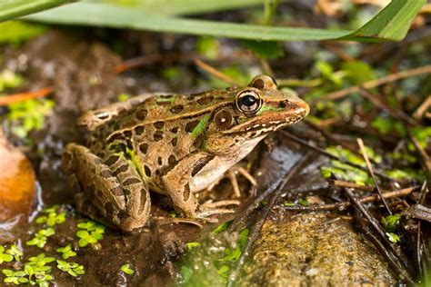 Southern Leopard Frog Lithobates Sphenocephalus The Lazy Naturalist