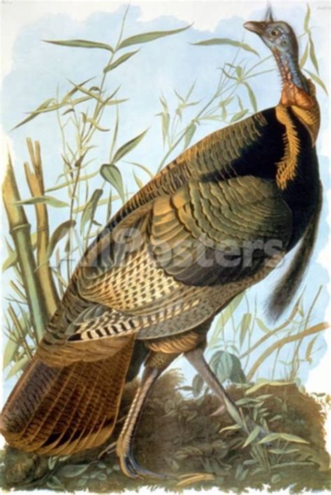 wild turkey giclee print by john james audubon at