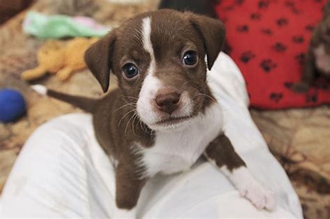 As you can imagine, a foster care dog with any of these issues will need some extra love, attention, and patience. Puppy Adoption | Best Friends Animal Society
