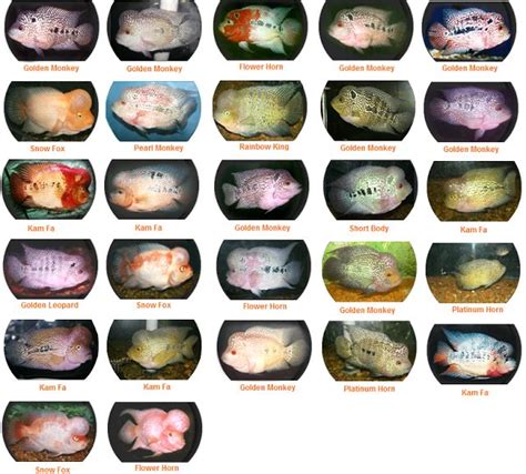 List Of Different Types Of Flowerhorn Fish Ikan Akuarium