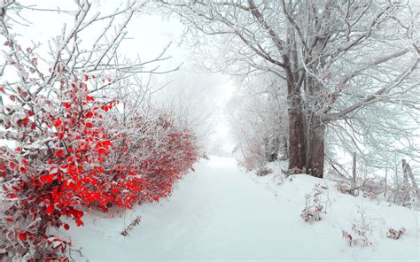 Wallpaper 2560x1600 Px Beautiful Christmas Landscape Nature Snow