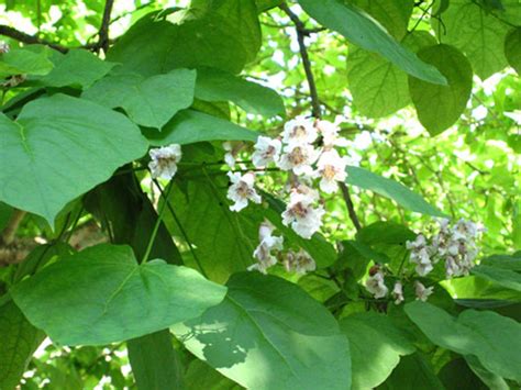 Pole beans are is a vining variety. Indian Bean Tree - Catalpa bignonioides - Chew Valley Trees