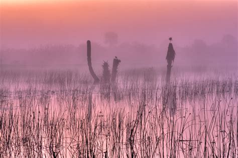 Viera Wetlands Pink Dawn Matthew Paulson Photography