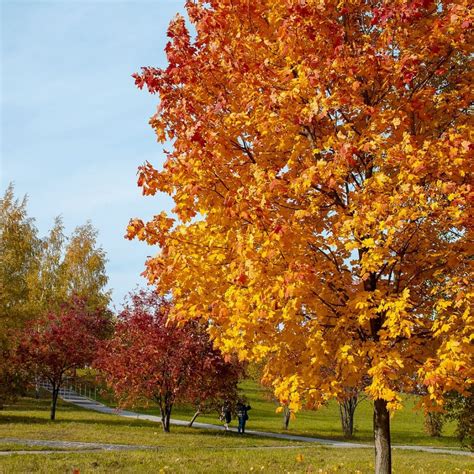 I has great red fall color and from what i read, the autumn fantasy maple has the rapid growth of the silver maple but the strong branching qualities of the red maple. Autumn Fantasy Maple Archives - King Nursery
