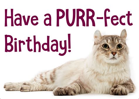 Happy Cat Birthday Card Curious Critters