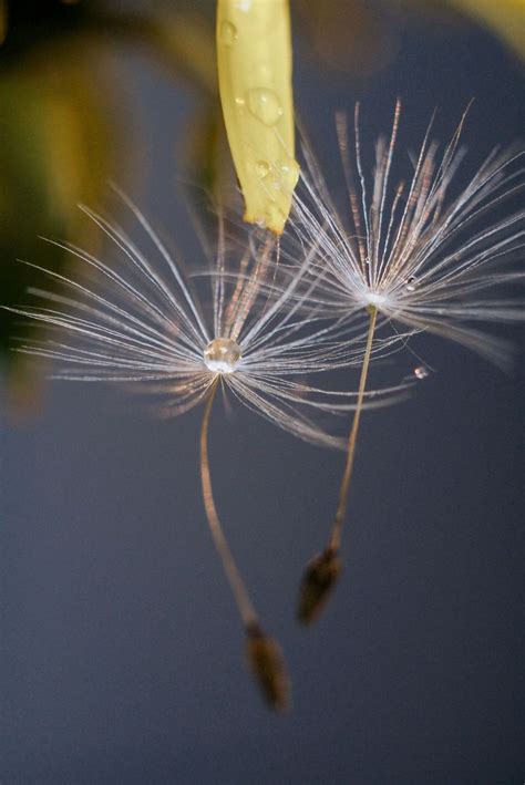 4316 Dandelion Dew Drops Photos Free And Royalty Free Stock Photos