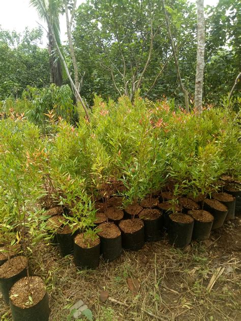 Jaga jarak minimal 1 meter dari orang lain, dan jangan dulu ke luar rumah kecuali ada keperluan mendesak. MANFAAT DAN CIRI - CIRI TANAMAN HIAS PUCUK MERAH BESERTA HARGANYA ~ SINOX NURSERY