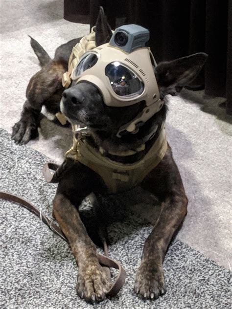 A Police Dog With Its New ‘body Cam Rpics
