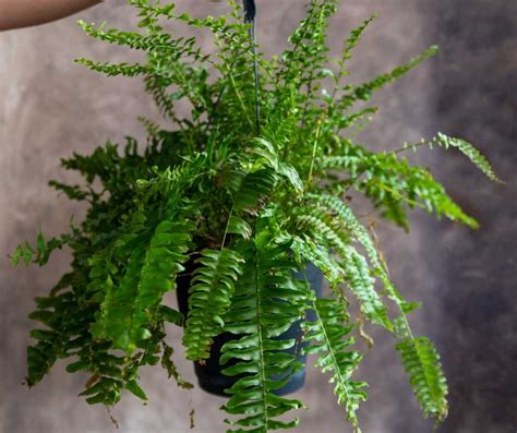 4 Indoor Ferns That Are Perfect For Home Decor Greeny Thumbs