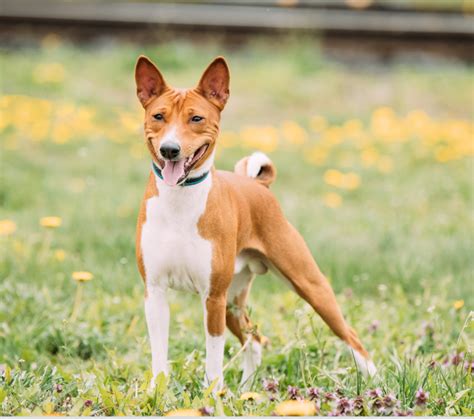 Basenji Puppies And Dogs In Larksville Pa Buy Or Adopt
