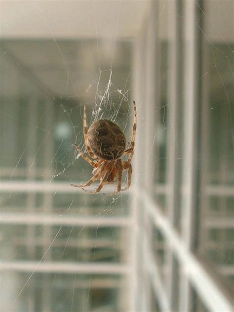 Brown Garden Spider Flickr Photo Sharing
