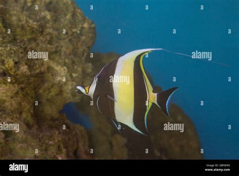 Moorish Idol The Type Of Fish Known As Gill In Finding Nemo Stock Photo