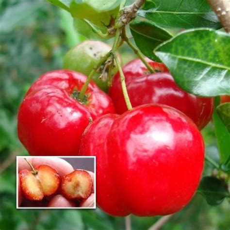 Cherry West Indian Layer Fruit Plant