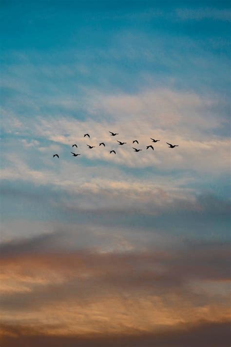 صور طيور النورس تحلق في السماء خلفيات طيور birds animals. صور طيور رائعة خلفيات صور طيور للجوال والكمبيوتر بجودة HD