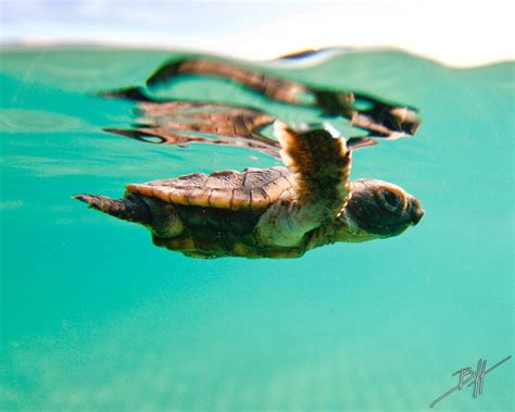 Loggerhead Sea Turtle Florida Picture Yourself In Paradise At