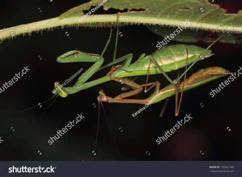 Praying Mantis Pair Mating Foto De Stock 133562348 Shutterstock