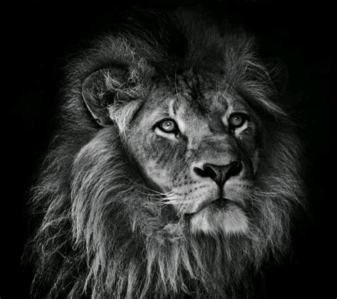 Wallpaper Animals Lion Nose Big Cats Whiskers Roar Black And