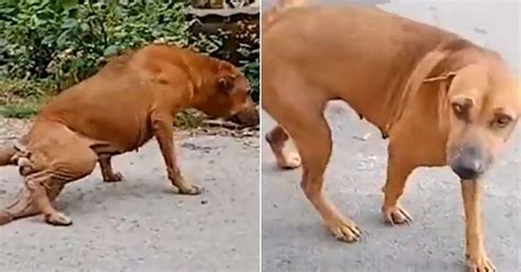 Clever Dog Fakes Broken Leg To Get Peoples Attention And Snacks