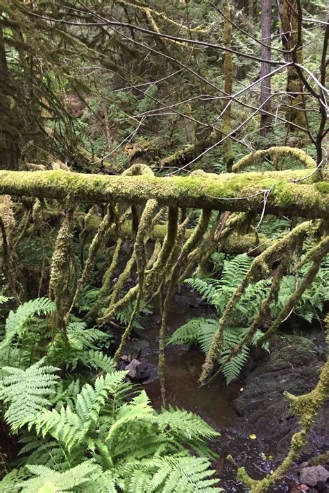 Vancouver Island Rainforest Guided Hike With Private Guide Triphobo