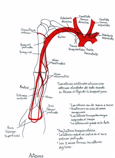 Circulatory System Arteries Of The Upper Limb Flow Ch