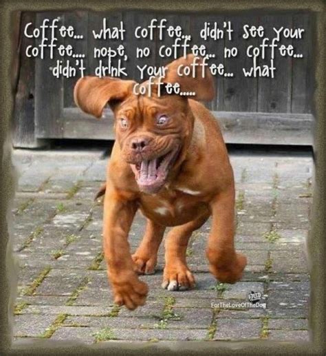 Pin By Hannah Watson On Good Brews Funny Animal Quotes Funny Dogs