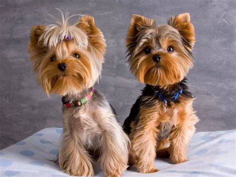 Yorkie Haircuts Pictures Coolest Yorkshire Terrier Haircuts