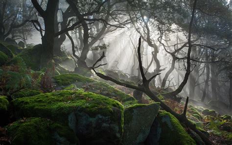 Forest Tree Landscape Nature Moss Fog Wallpapers Hd Desktop And