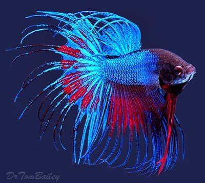 Unique Betta Fish