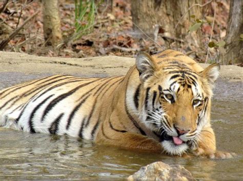 Tigers Vulnerable To Poaching 30 Of Illegal Trade Export From India