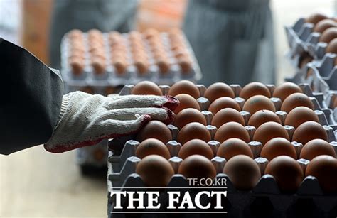 살충제 달걀 보완검사 농장 420곳 중 3곳서 추가 검출 비즈팩트 기사 THE FACT