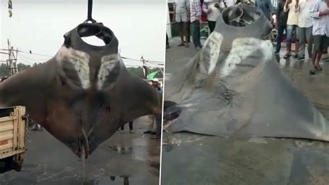 Two Giant Manta Rays Caught By Fisherman Off Malpe Port In Karnataka