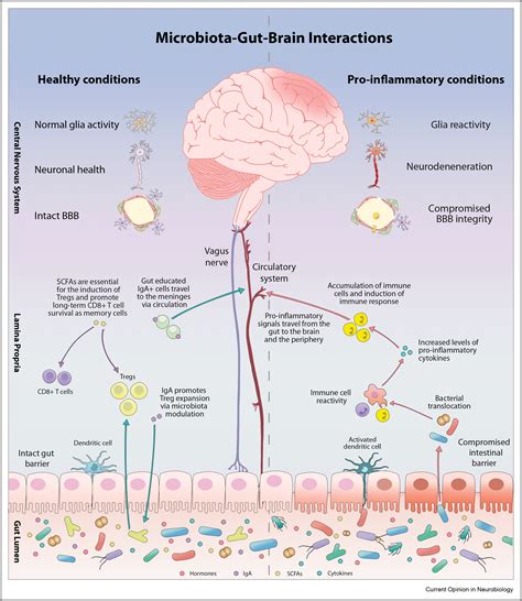 Microbiota Immune Brain Interactions A Lifespan Perspective R