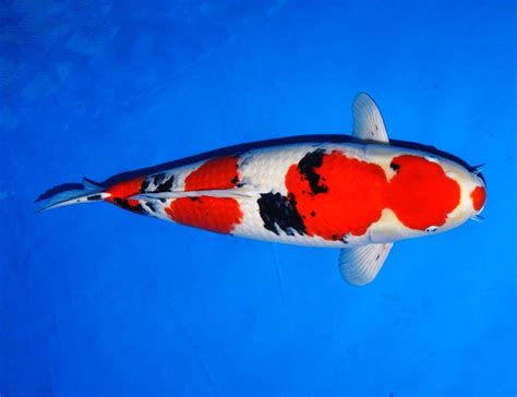 Jenis ikan koi yang populer, bisa tak terhingga jumlahnya | Ikankoi.org