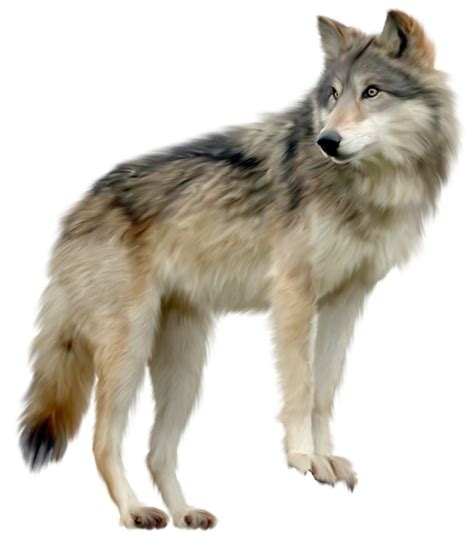Wolf Clip Art Png Png Mart