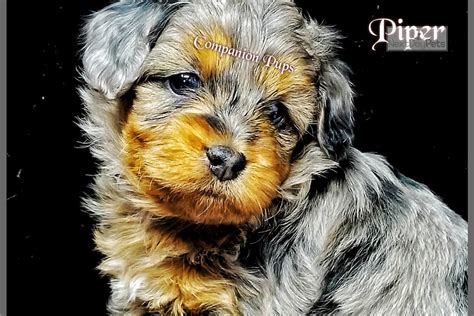 Aussiedoodle, bernedoodle, and sheepadoodle puppies available, and upcoming litters. Toy Mini Size: Aussiedoodle puppy for sale near Nashville ...