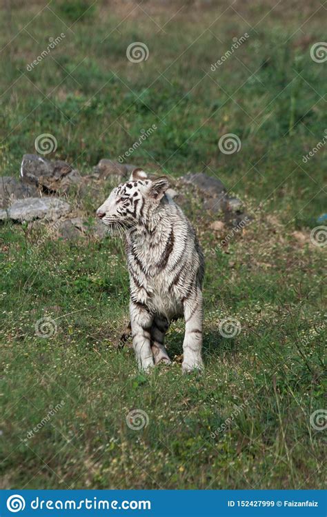 Playful Young White Tiger Cub In India Stock Image Image Of Forests