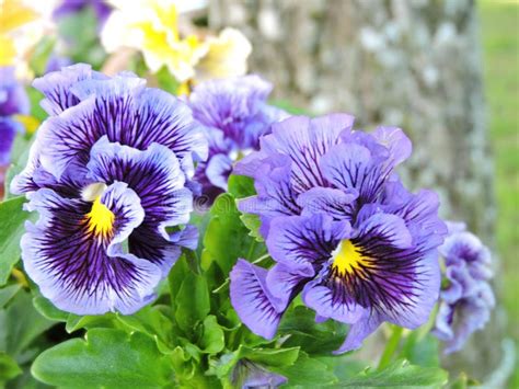 Violet Pansy Flowers Stock Image Image Of Beautiful 83934431