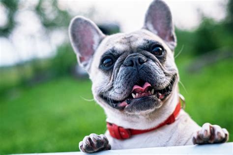 French Bulldog Is The New Favorite Dog Breed 1160 The Score