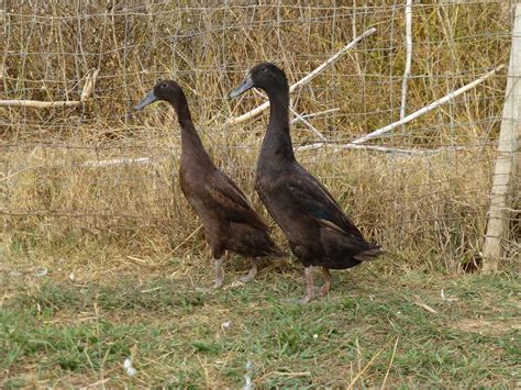 Metzer Farms Duck And Goose Blog Indian Runner Ducks
