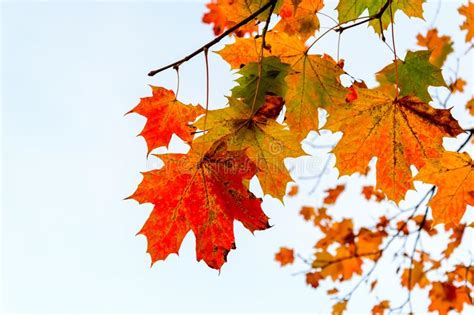 Autumn Foliage Branch With Red Yellow And Green Maple Leaves On White